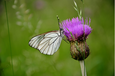 Schmetterling auf einer Blume